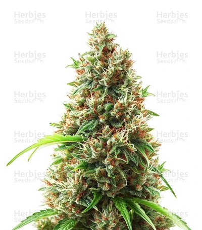 NYC Sour D Auto — Royal Queen Seeds