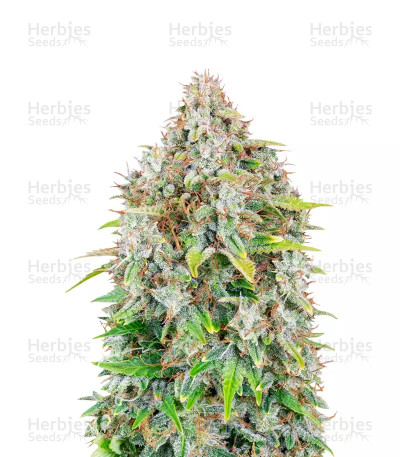 Original Cinderella Auto — Fast Buds