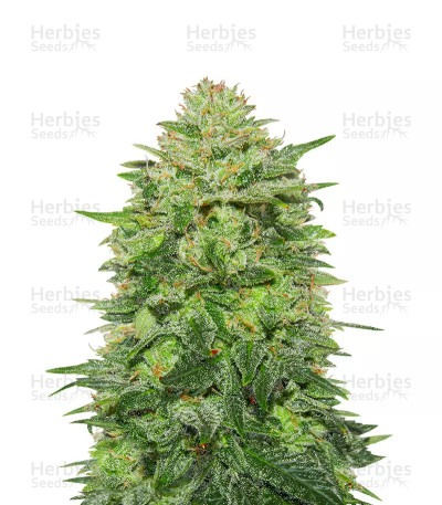 Triple Cheese — Barney's Farm