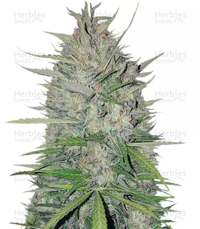 White Widow Original — Sumo Seeds
