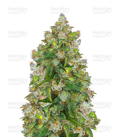 Auto Lemon Kix (Auto Lemon Z) Seeds - Cannabis Strain Seeds