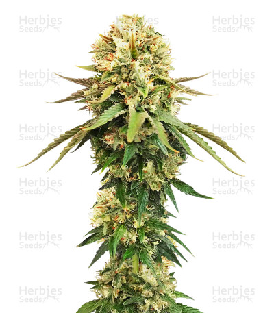 Cannalope Kush