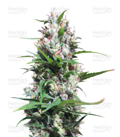 Green Haze x Malawi — Ace Seeds