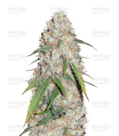 Kripple Roulette — Dr Krippling Seeds
