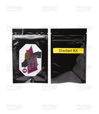 Sherbert BX Regular — Purple Caper Seeds