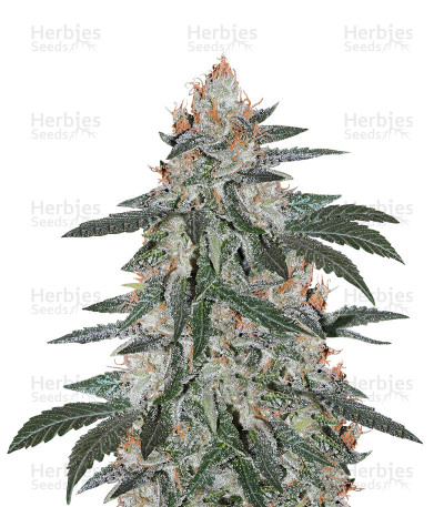 Super Lemon Haze X Gelato