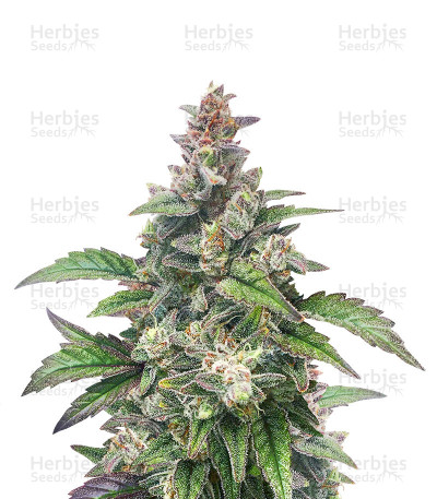 Chocolopez — Blimburn Seeds
