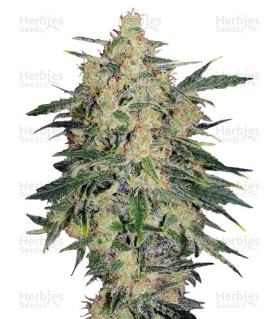 Nebula II CBD