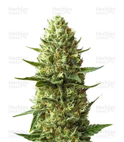 Blueberry Auto — Zambeza Seeds