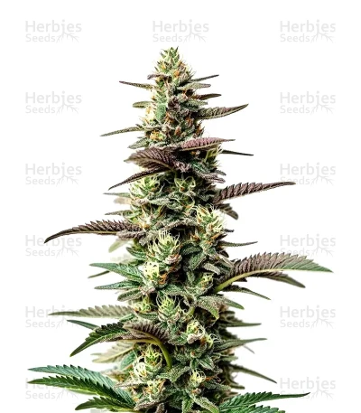 Chocolate Thai Auto