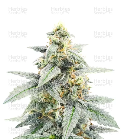 Forum Stomper Auto — Mephisto Genetics