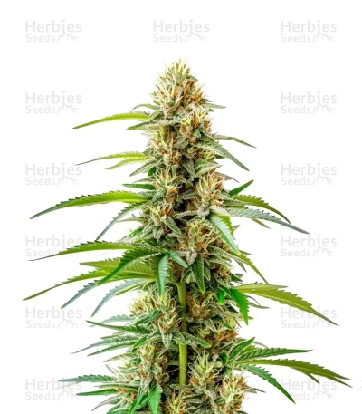 GMO — World Wide Cultivars