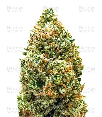 Monster Bruce Banner Auto — Monster Genetics