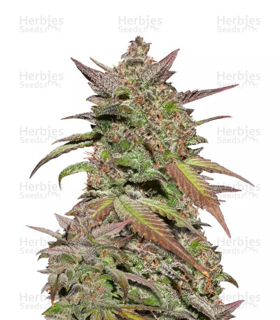 Smoothie Auto — Fast Buds
