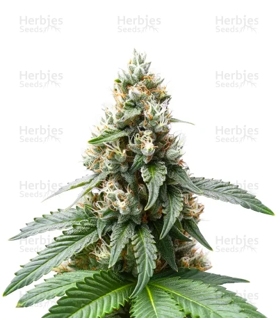 Tropical Tangie — Dutch Passion