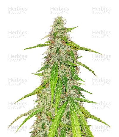 Jack Diesel Express Auto