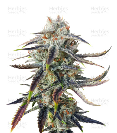 Jenny Kush — Rare Dankness Seeds