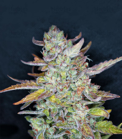 Mexican Sativa Feminized Seeds For Sale - Herbies