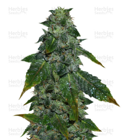 Blue Sherbet S1