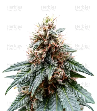 Chemdog Gorilla — Expert Seeds