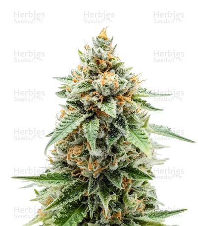 GMO Fast — Dutch Passion