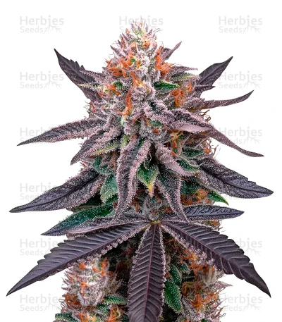 King's Juice — Green House Seeds