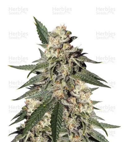Pink Kush — Barney's Farm
