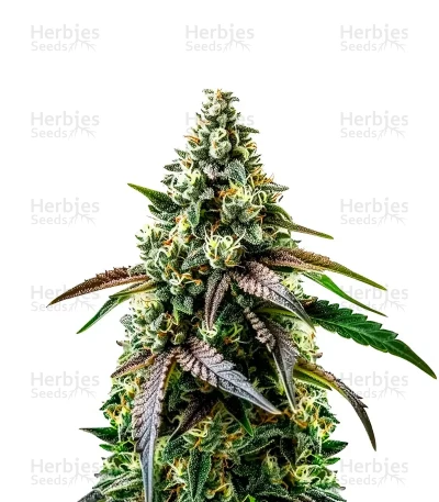 RS11 — World Wide Cultivars