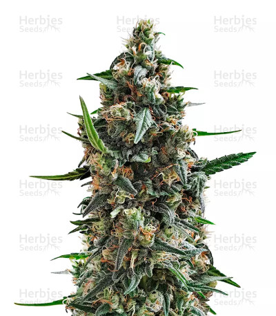 Shogun — Royal Queen Seeds
