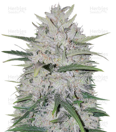 White Cheese Auto — Sumo Seeds