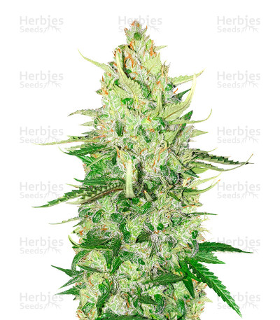 OG Kush Autoflower — Herbies Seeds