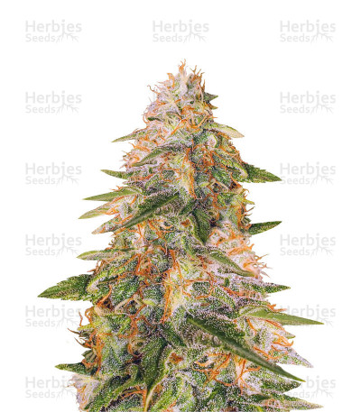 Buy Tropic Punch feminized seeds by Heavyweight Seeds - Herbies