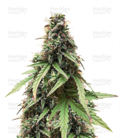 White Widow Autoflowering CBD — Dinafem Seeds