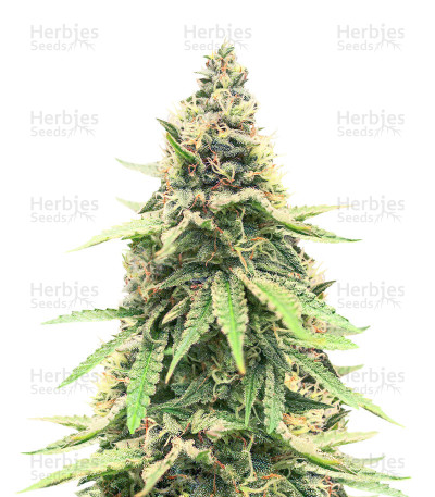 Critical Amnesia