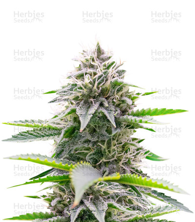Critical Gorilla — Expert Seeds