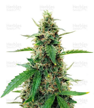 Amphetamine Auto