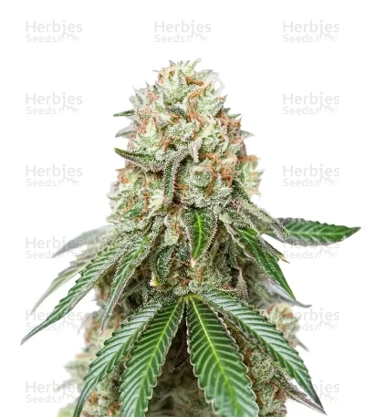 Bruce Banner