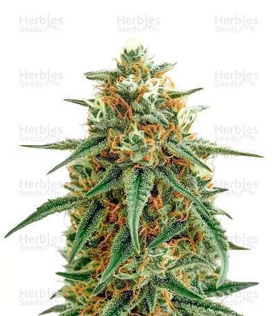 Mango — Blimburn Seeds