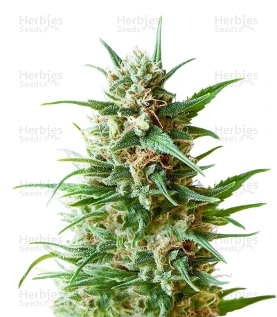 Original Blueberry — Fast Buds