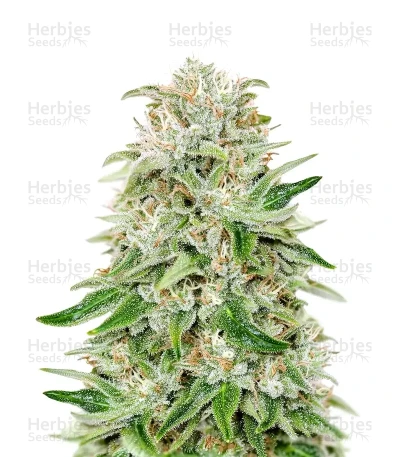Panama Red — Growers Choice