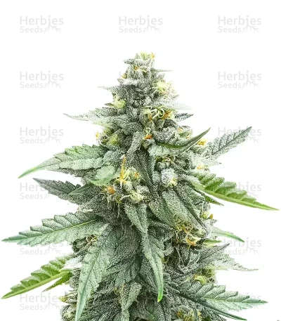 Skystomper 2.0 Auto — Mephisto Genetics