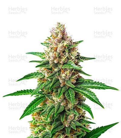 Willie Nelson — World Wide Cultivars