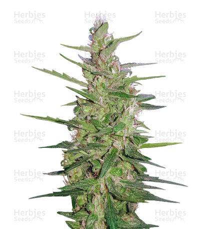 Blue OG — G13 Labs