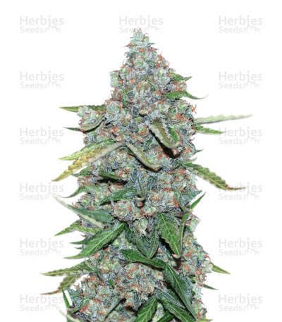 Auto CBG — CannaBioGen