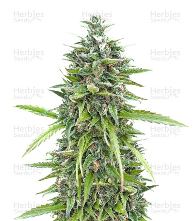 Guerrilla's Gusto — Sensi Seeds