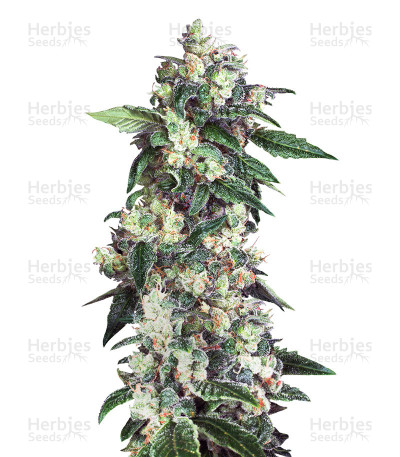 Kandy Kush X Skunk — DNA Genetics
