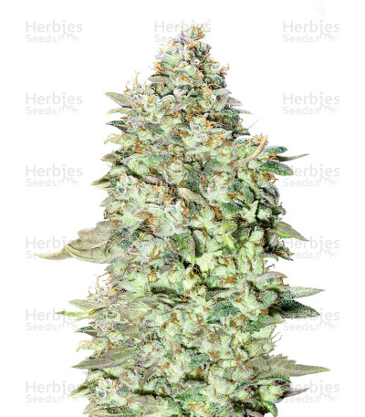 OG Kush SFV