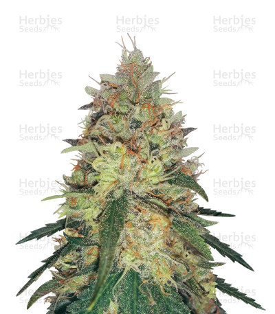 Pineapple Haze — Barney's Farm