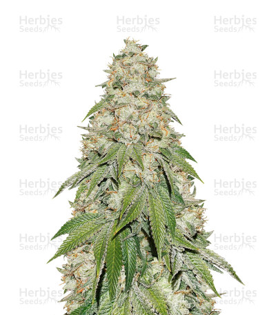 Banana Blaze — Dutch Passion