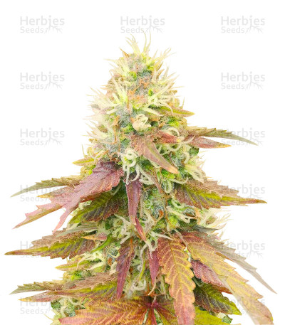CBD Apple Betty Auto — Herbies Seeds
